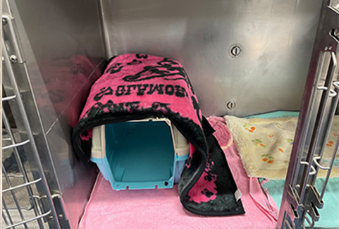 猫専用入院室