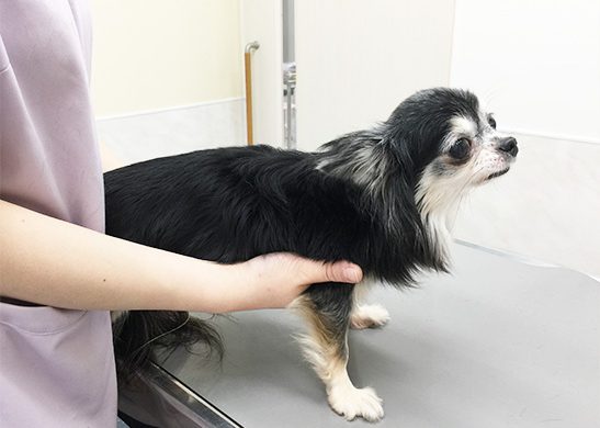 千葉で犬 猫の外科治療が必要なら佐倉しらい動物病院