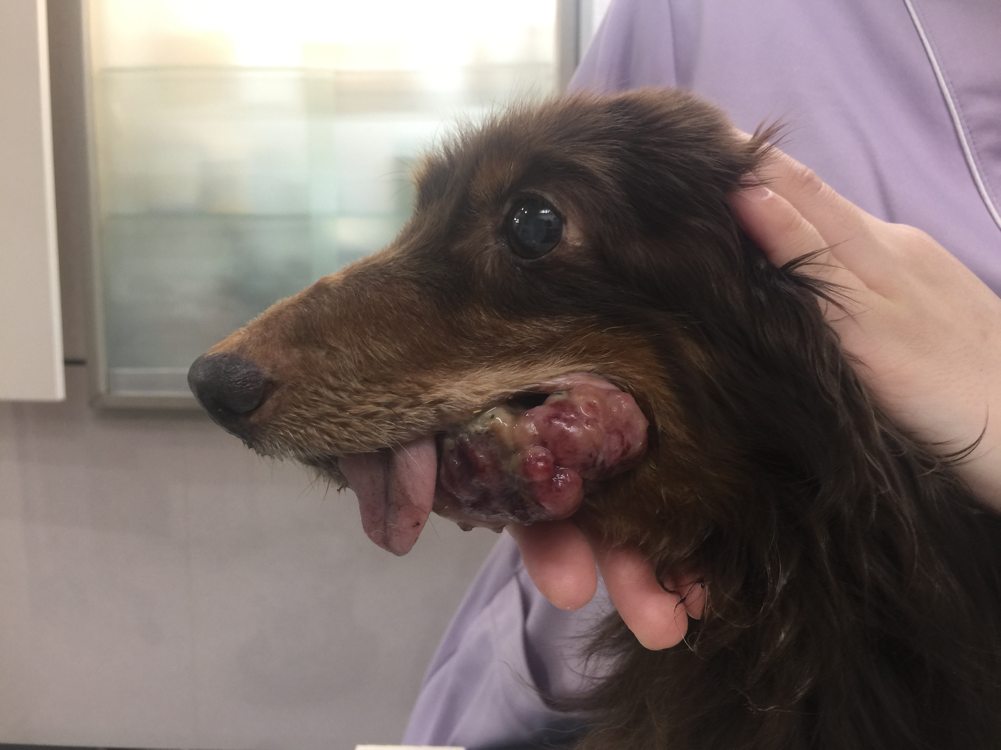 千葉で犬と猫の悪性腫瘍治療は志津 佐倉しらい動物病院