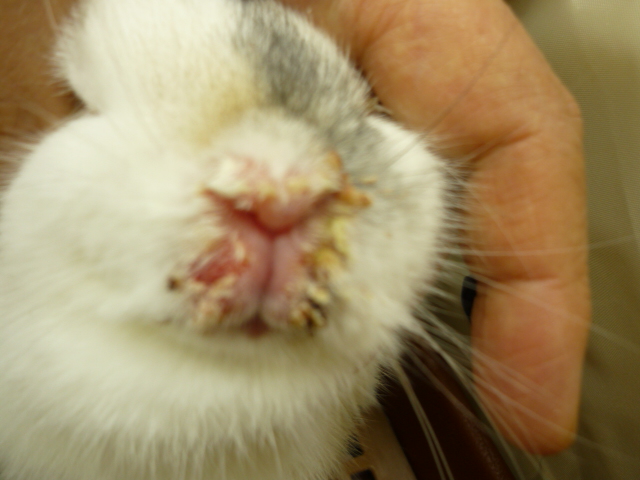 ウサギの鼻炎 スナッフル 千葉県の佐倉しらい動物病院
