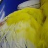 セキセイインコの翼関節脱臼☑