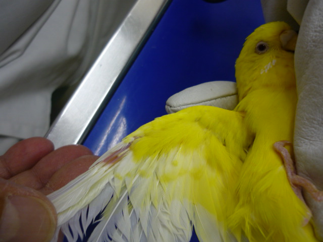 セキセイインコの翼関節脱臼 | 千葉県佐倉市のしらい動物病院
