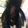 猫の好酸球性肉芽腫症候群