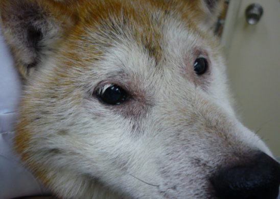 千葉で犬と猫の皮膚病治療が必要なら佐倉しらい動物病院