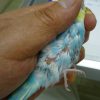 セキセイインコの細菌感染性皮膚炎☑