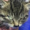 子猫のネコ伝染性鼻気管炎ウイルス感染症（ＦＶＲ）