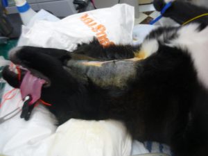 雑種犬の減声手術 千葉の志津 佐倉しらい動物病院