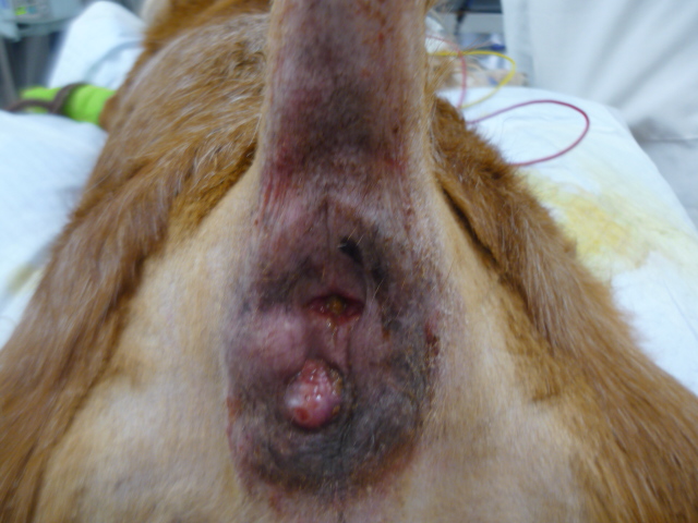 ミニチュアダックスフントの肛門周囲腺腫 千葉県の佐倉しらい動物病院