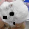 ジャンガリアンハムスターの体表腫瘍☑
