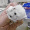 ジャンガリアンハムスターの体表腫瘍