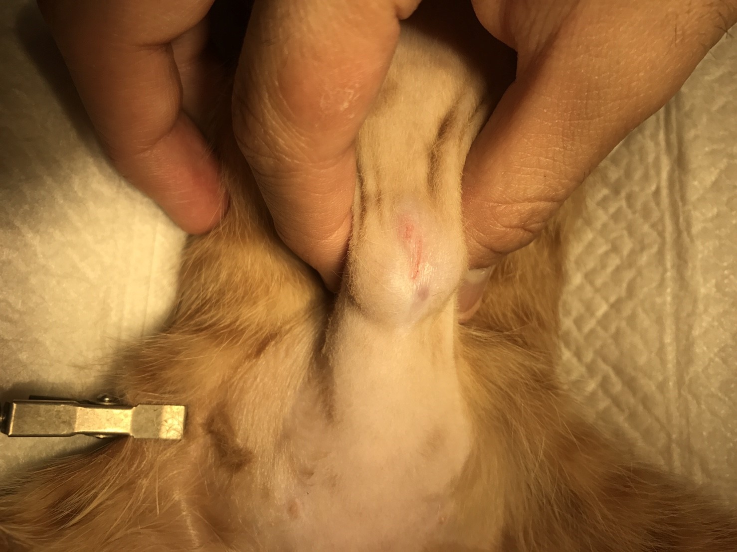 猫の臍ヘルニアの手術 千葉県佐倉市のしらい動物病院