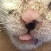 子猫の皮膚糸状菌症（皮膚病）☑