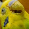 セキセイインコの疥癬（体表寄生虫）