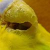セキセイインコの疥癬（体表寄生虫）☑