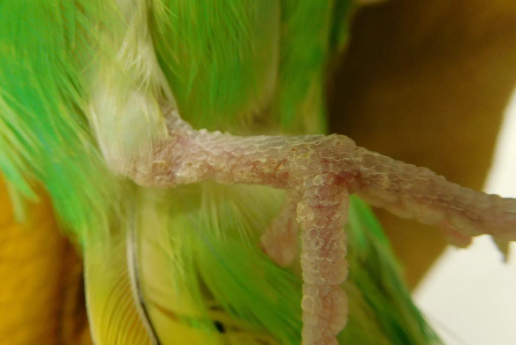 セキセイインコの疥癬(体表寄生虫) 千葉県佐倉市のしらい動物病院 セキセイインコの疥癬(体表寄生虫) 千葉県佐倉市のしらい動物病院