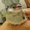 文鳥の起立不能