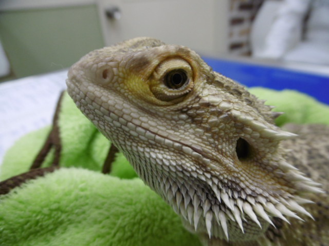 フトアゴヒゲトカゲの角膜外傷 千葉の志津 佐倉しらい動物病院