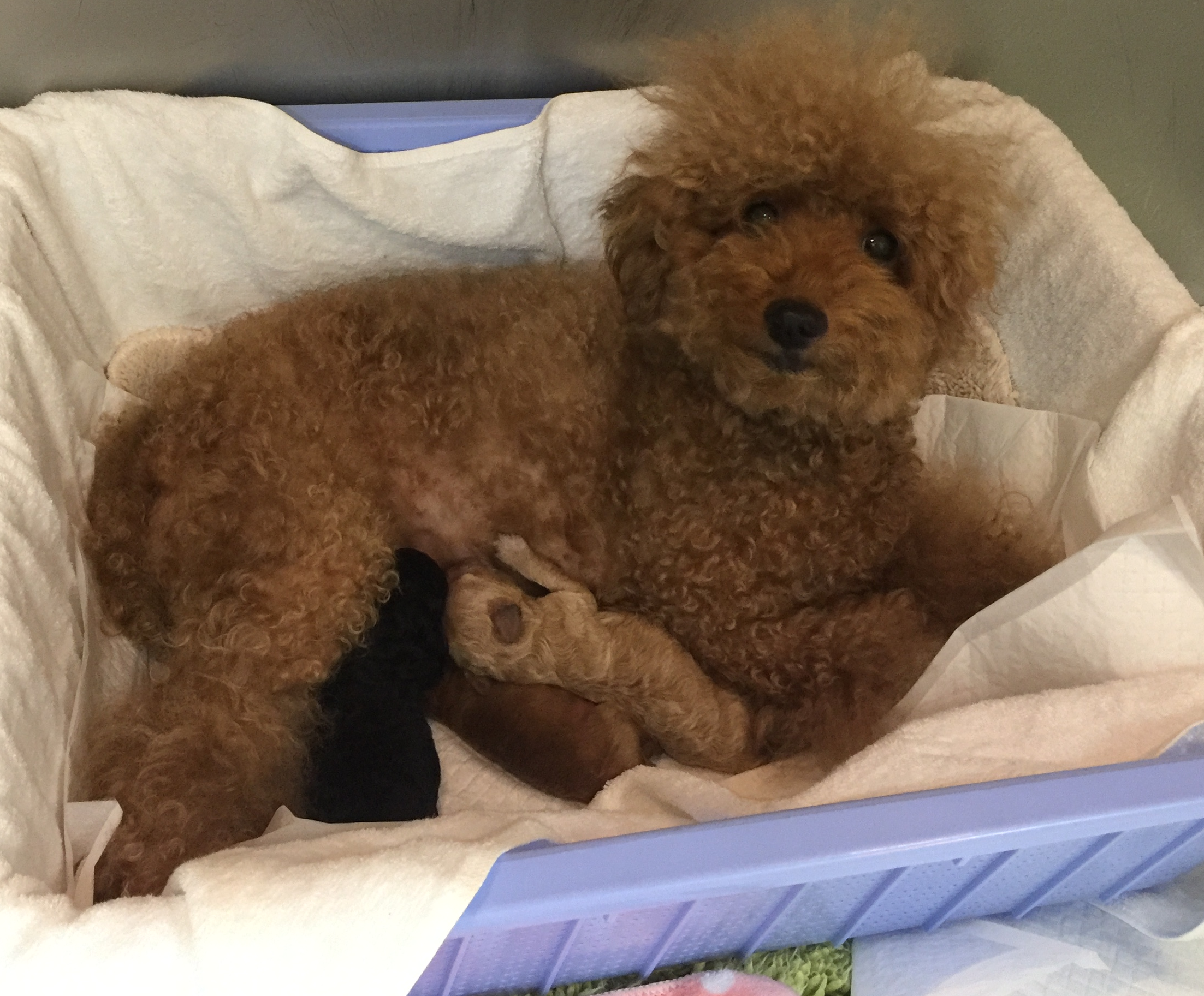 犬・猫の産科・小仔科 | 千葉県佐倉市のしらい動物病院