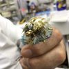 オウム類嘴羽毛病（PBFDV）に罹患したセキセイインコ☑