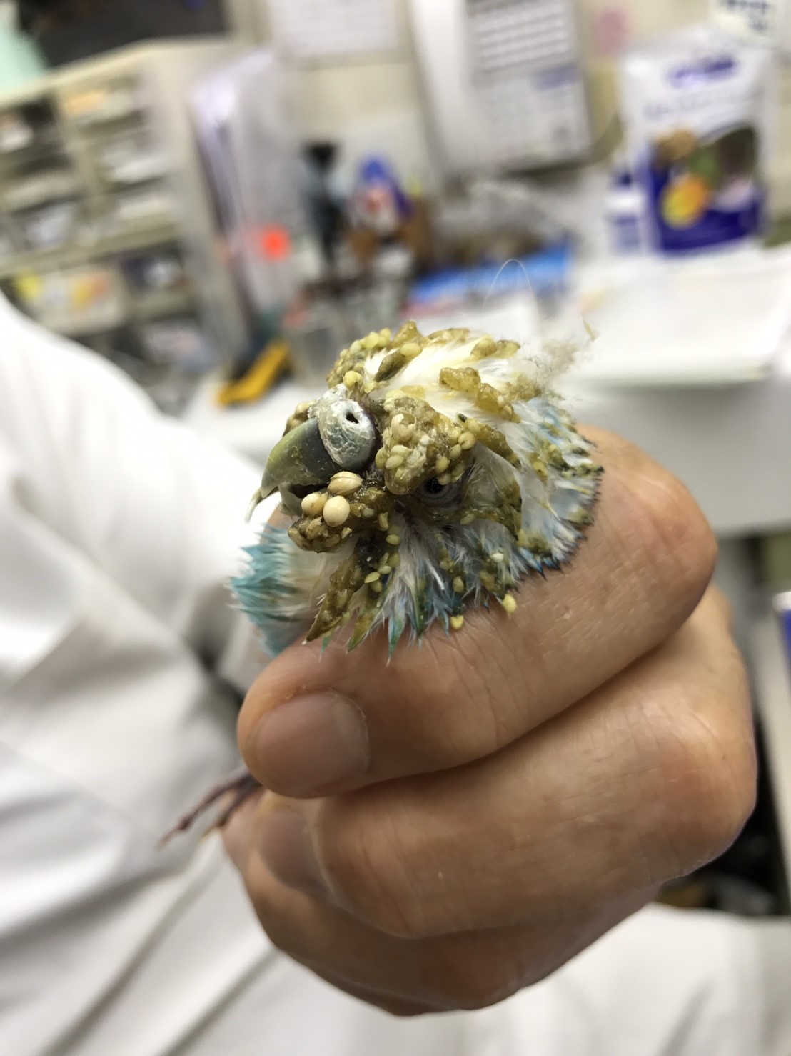 オウム類嘴羽毛病 Pbfdv に罹患したセキセイインコ 千葉県の佐倉しらい動物病院