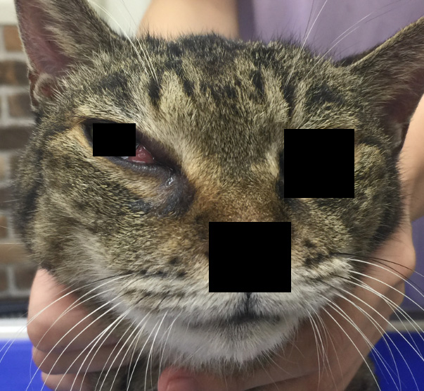 鼻腔内リンパ腫疑いのネコ☑