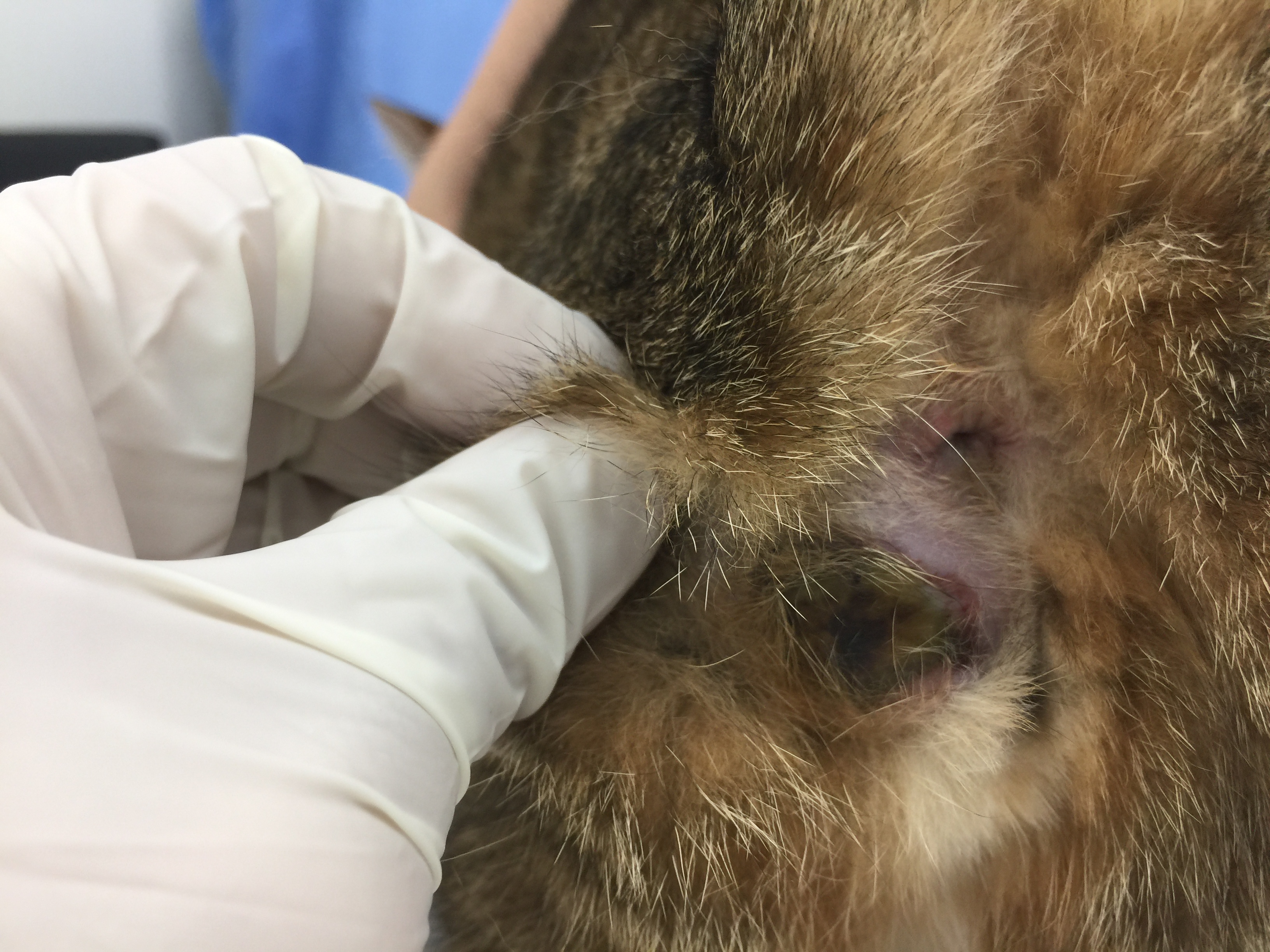 猫の肛門腺破裂 千葉県の佐倉しらい動物病院