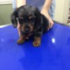 子犬（ミニチュアダックスフント）のケンネルコフ