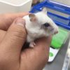 ジャンガリアンハムスターの結膜炎