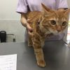 猫の回虫寄生