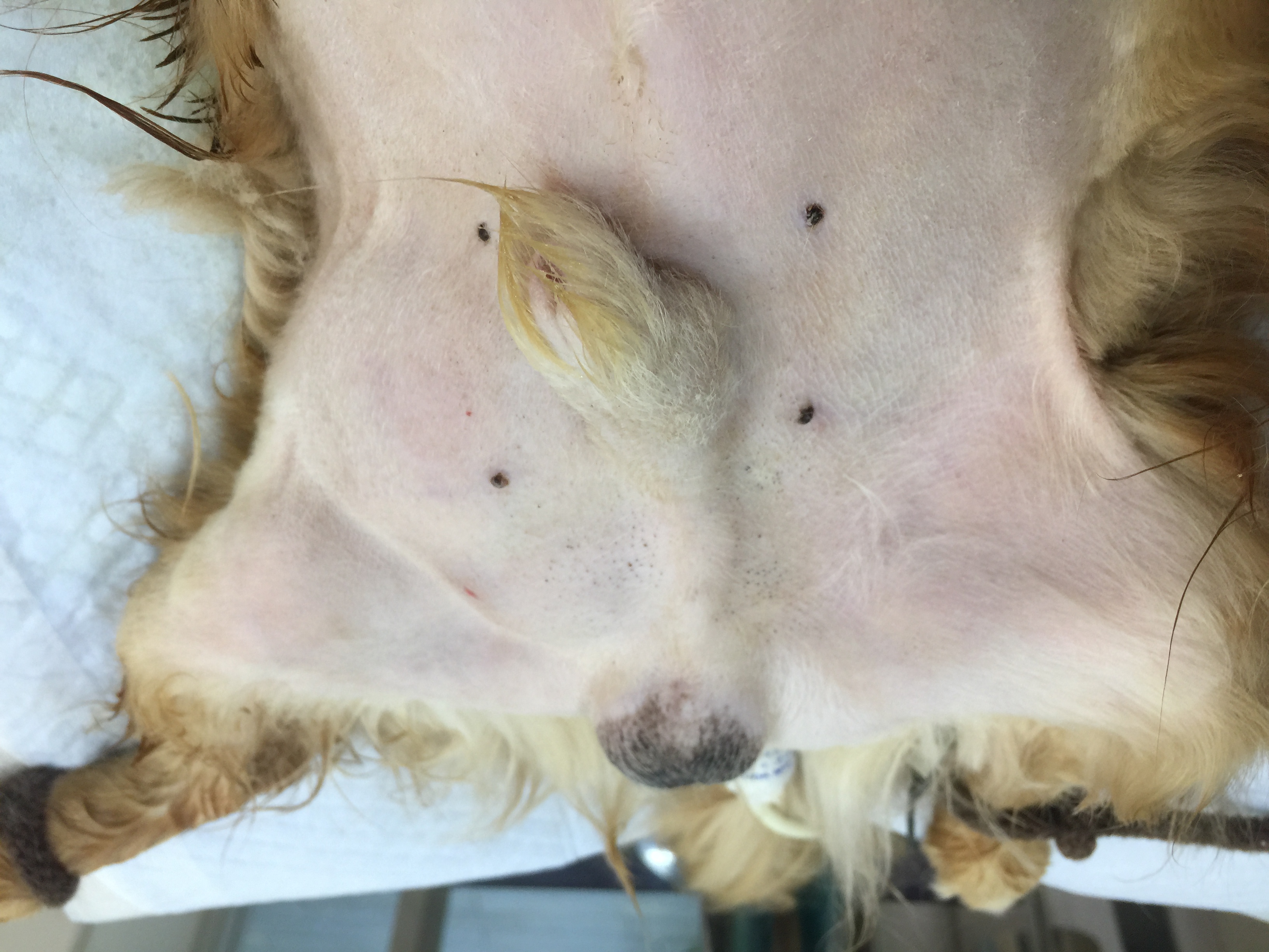 ミニチュアダックスの鼠径ヘルニアの手術 千葉県佐倉市のしらい動物病院