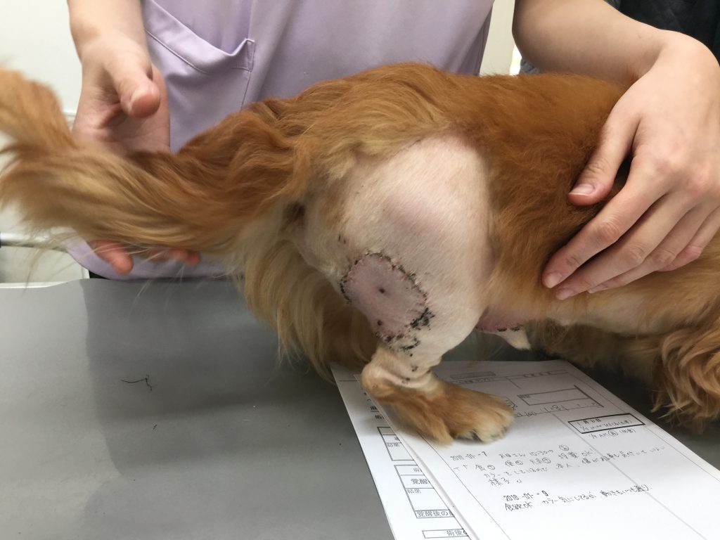 ミニチュアダックスフントの右大腿部に形成されたグレードⅡ肥満細胞腫（c-kit変異あり）