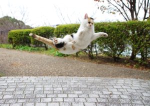 猫の甲状腺機能亢進症についての診断や治療  千葉県の志津・佐倉し 