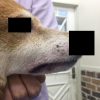 柴犬の口唇に形成された粘膜膿皮症☑
