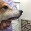 柴犬の口唇に形成された粘膜膿皮症