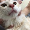 雑種猫の好酸球性皮膚炎