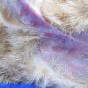 猫のアトピー性皮膚炎