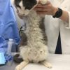 雑種子猫の猫伝染性腹膜炎（FIP）