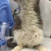 雑種子猫の猫伝染性腹膜炎（FIP）☑