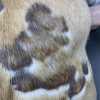 チワワのアレルギー性皮膚炎に伴う表在性膿皮症