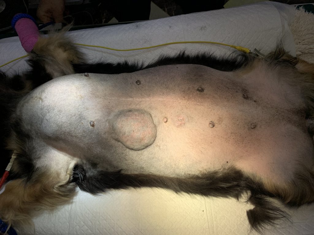 ミニチュアダックスフントの乳腺腫瘍と子宮水腫の手術
