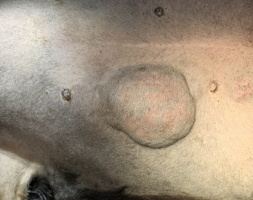 ミニチュアダックスフントの乳腺腫瘍と子宮水腫の手術☑