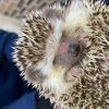 ハリネズミの疥癬症