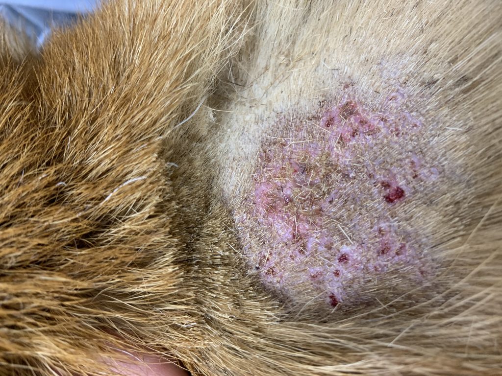 犬の膿皮症