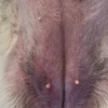 雑種犬のステロイド皮膚症