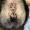 雑種猫の会陰尿道造瘻術