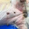 コーギーのアトピー性皮膚炎