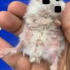 ジャンガリアンハムスターの細菌性皮膚炎☑