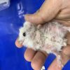 ジャンガリアンハムスターの細菌性皮膚炎