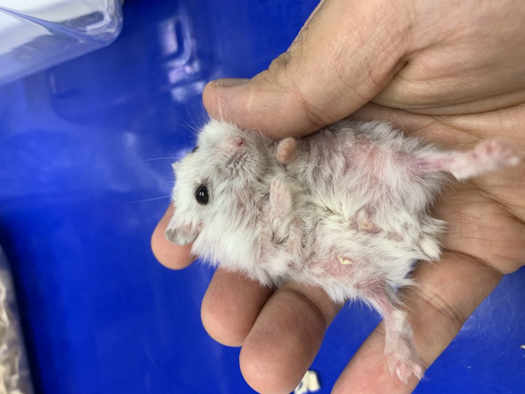 ジャンガリアンハムスターの細菌性皮膚炎 | 千葉県佐倉市のしらい動物病院