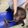 高齢のラブラドールに発生した食物アレルギー性皮膚炎（食物関連皮膚有害反応）